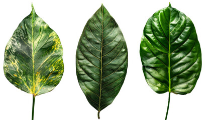 green leaves isolated on white background PNG