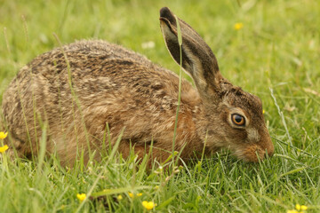 A beautiful Brown Hare, Lepus europaeus, feeding in a meadow of Buttercups.