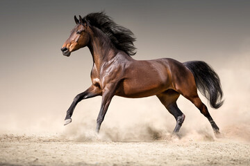 Bay horse free run in desert