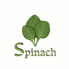 Fruit and vegetable alphabet. S Spinach Alphabet A To Z With Details and white background For School And Tuition Students.