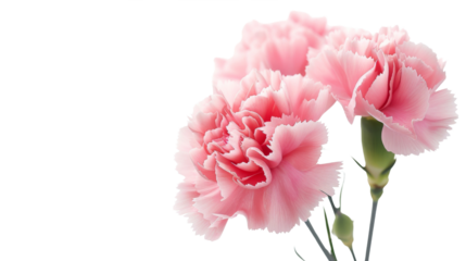 Carnation pink flower on white background