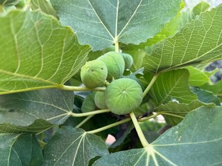 Bunch of green figs on a fig tree. 
