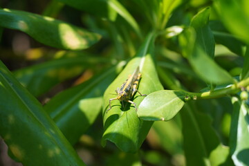 Valanga nigricornis, commonly known as the Java grasshopper or Javanese grasshopper, is a species of large grasshopper found in Southeast Asia.|蝗蟲