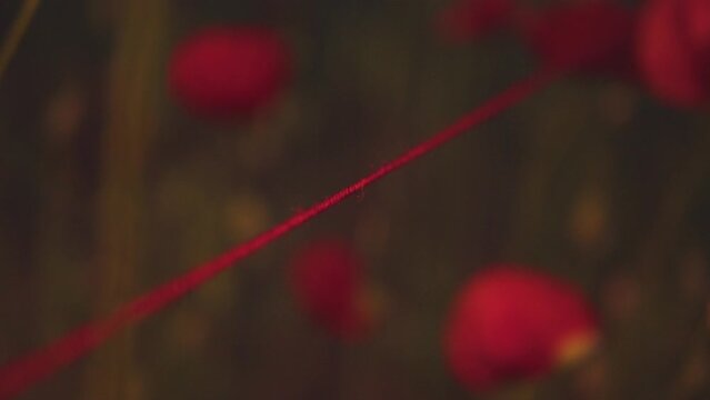 A red thread stretching into the distance into red poppies with a blur in the dark. Hope. Border. Barrier