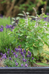 Beautiful view of a raised herb bed full of Basil Ocimum basilicum in bloom and purple Lavender flowers in the cottage garden.