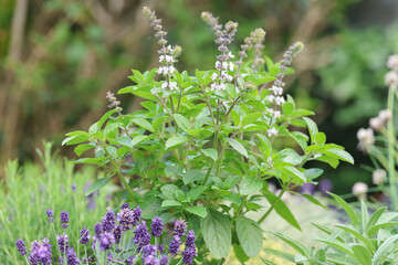 Beautiful view of a raised herb bed full of Basil Ocimum basilicum in bloom and purple Lavender...