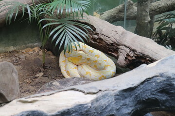 albino Burmese python