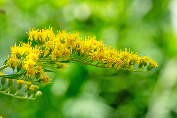a sprig of goldenrod blooming with yellow flowers on a natural green background