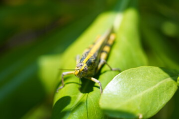 Valanga nigricornis, commonly known as the Java grasshopper or Javanese grasshopper, is a species of large grasshopper found in Southeast Asia.|蝗蟲