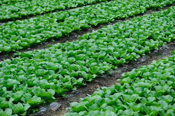 Chinese cabbage crops growing at field