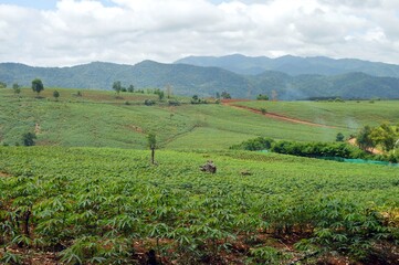 corn field in the mountains