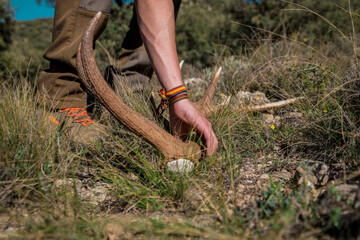Person picking up deer antler from the ground
