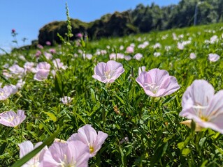 斜面に咲いたヒルザキツキミソウ