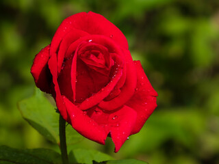 Close-up of vibrant red rose with fresh water droplets.