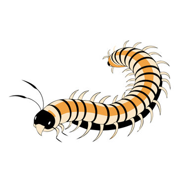 recommend clip art: playful vector illustration of a centipede with a segmented body and multiple legs