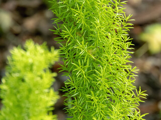 Asparagus densiflorus or asparagus fern leaves close-up.