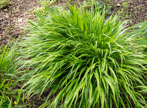 Hakonechloa macra or Hakone grass with green foliage.