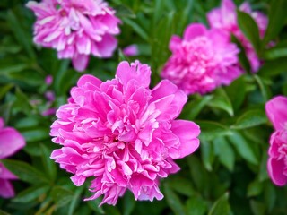 Obraz premium Close up fresh amazing pink huge blooming peonies. Bouquet of peony flowers on the farmers market. Wild pink peonies bloom in summer.