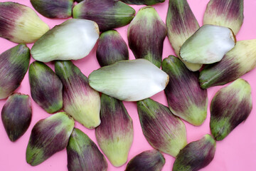 Fresh green purple artichoke petals