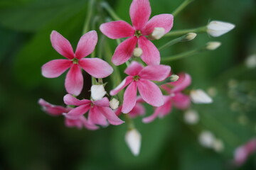 Combretum indicum, commonly known as Chinese Honeysuckle or Rangoon Creeper, is a tropical vine admired for its beautiful and fragrant flowers. 