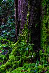 Close up Moss on trees in the forest of Thailand. Nature life background.