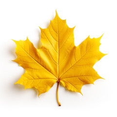 Obraz premium Colorful autumn maple leaf cut out