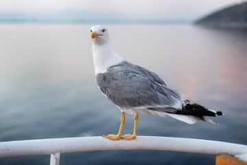 Large seagull on sunset sky background