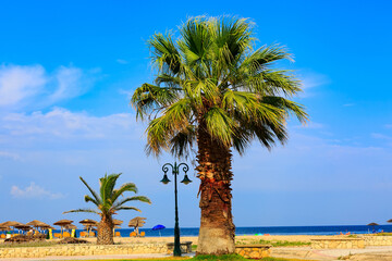 Obraz premium Palm tree at sandy beach, sea