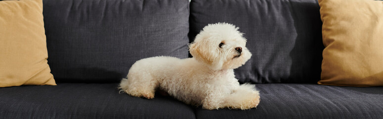A white bichon frise dog peacefully sitting on top of a sleek black couch.