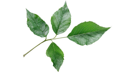Fototapeta premium Green tea leaves