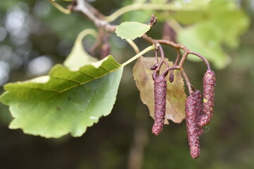 Red alder earrings on a branch. Sunny autumn day.