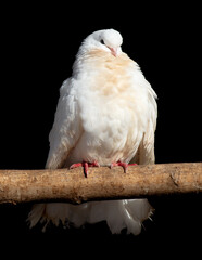 White dove isolated black background