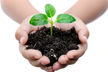 Plant in hands isolated, young sprout, new plant growing in soil, organic farming, environment care, earth day