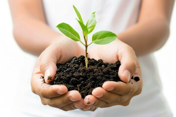 Plant in hands isolated, young sprout, new plant growing in soil, organic farming, environment care, earth day