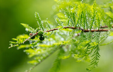 Drops of water on green leaves in nature