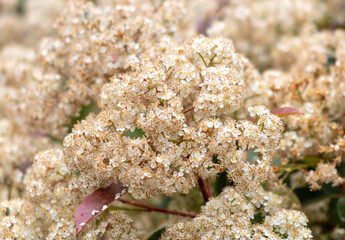 Small white flowers on the bushes as a background