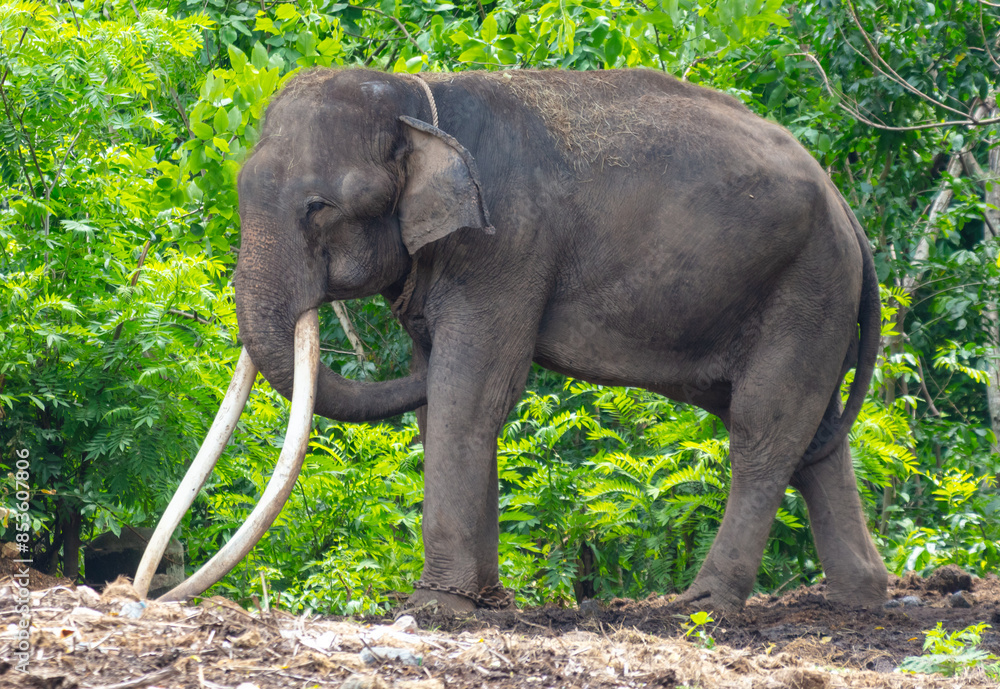 Sticker Portrait of an elephant with large tusks in a tropical park