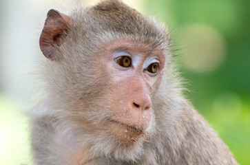 Monkey outdoors in a tropical park