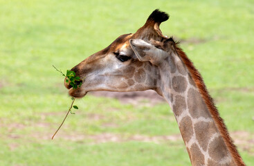 A giraffe eats tree branches at the zoo