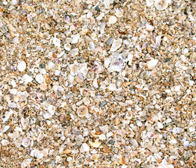 Seashells on the wall as an abstract background. Texture