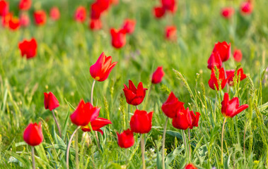 Field with red tulips in the steppe in spring as a background