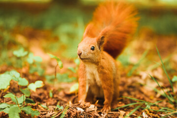 Close-up squirrel having meal. Tiny paws hold food. Focused on eating.