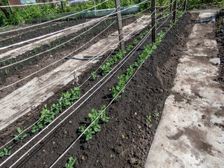 Long vegetable bed with small sweet green pea (pisum) sprouts or seedlings growing in a soil in spring. Concept of growing own vegetables