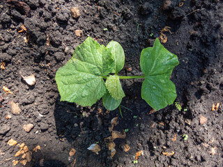Small plants of cucumber (Cucumis sativus) with first leaves growing in soil in garden in bright sunlight