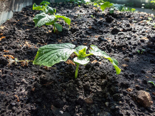 Small plants of cucumber (Cucumis sativus) with first leaves growing in soil in garden in bright sunlight