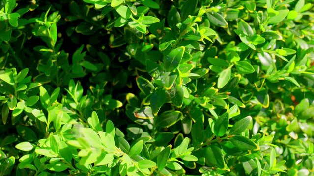 Close up of the leaves of the Common Box bush