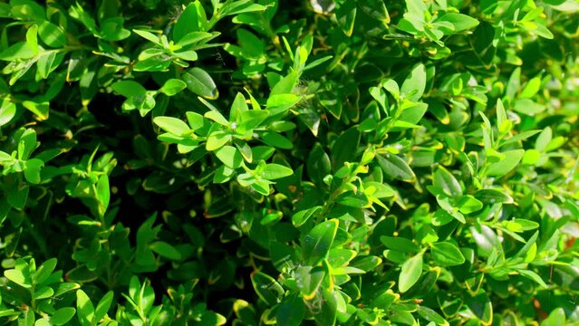 Close up of the leaves of the Common Box bush