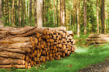 A Pile of Logs in the forest