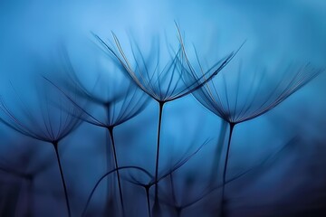 Dandelion seeds silhouette in vibrant blue sky with focus on wispy details, subtle bokeh background