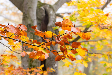 Magical autumn in the forest in the Little Carpathians, autumn color palette, orange and golden shades of leaves, beech forest in autumn colors